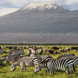 12 Days Kenya & Tanzania Wildlife Safari