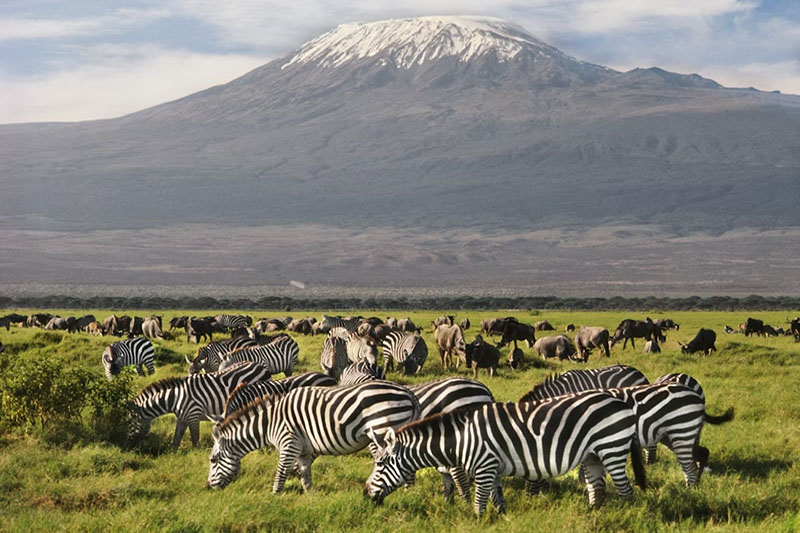 12 Days Kenya & Tanzania Wildlife Safari