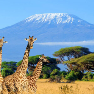 5 Days Tanzania Safari
