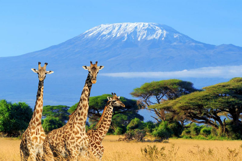 5 Days Tanzania Safari
